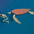 LA TORTUE ROUGE Image 6